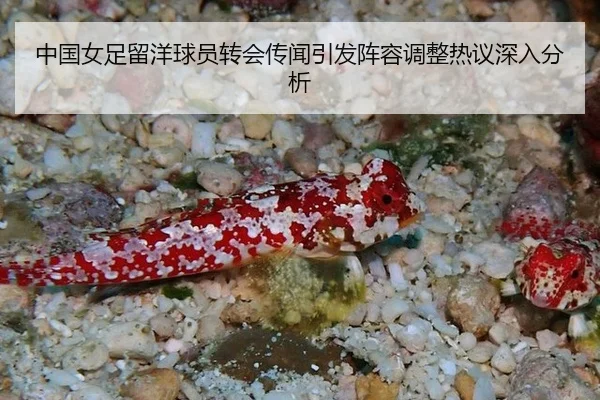 中国女足留洋球员转会传闻引发阵容调整热议深入分析